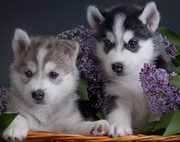  healthy siberian husky puppies and cute for a new home 
